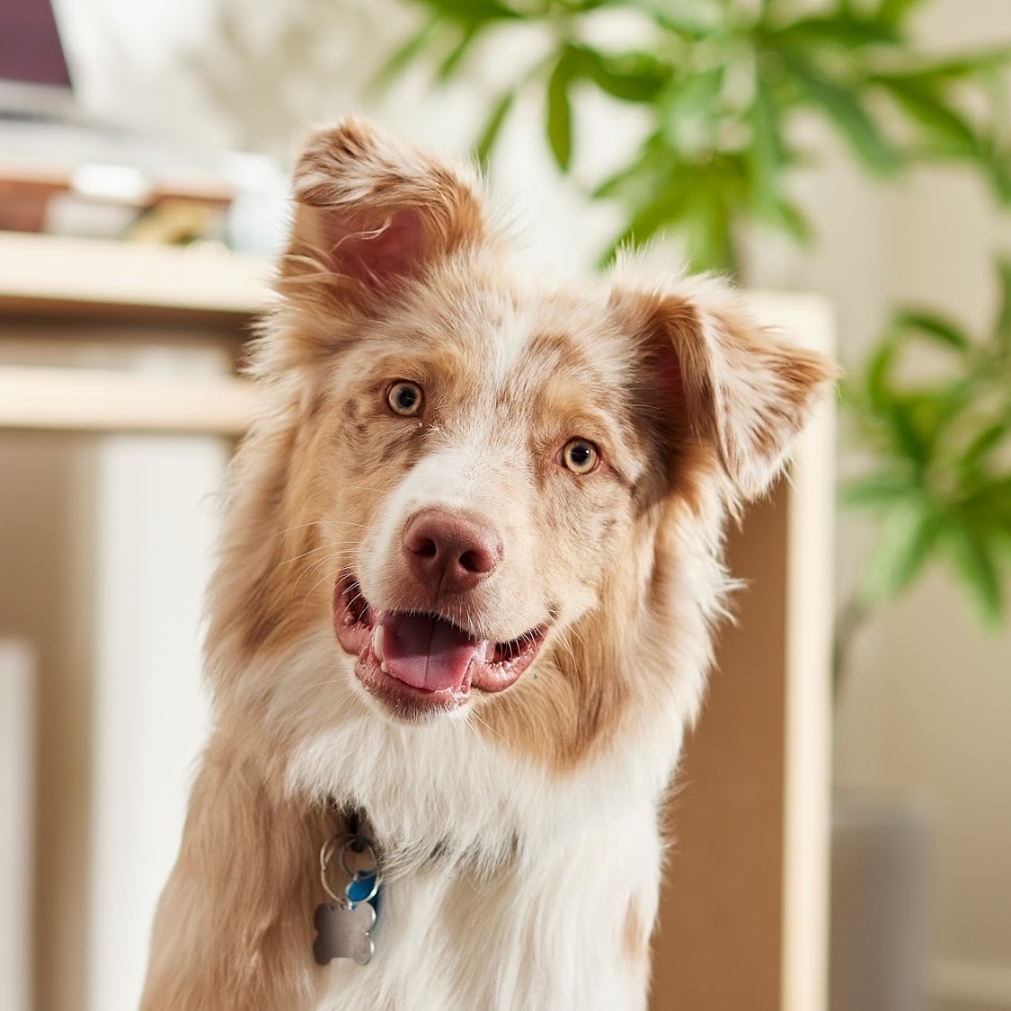 Hudson, a Chewey's model