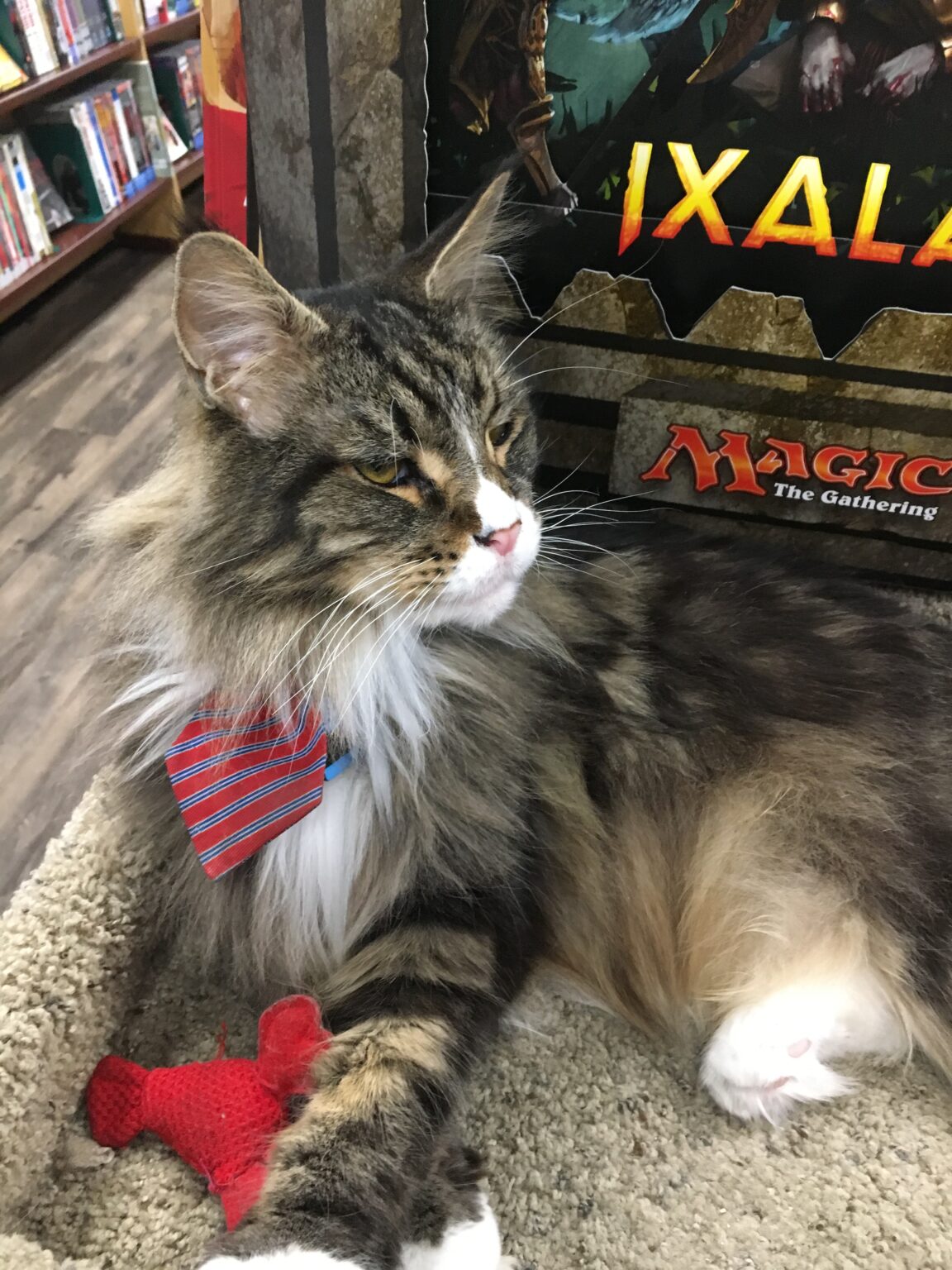 Odin, Dungeon Lair Cat